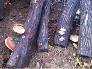 image-20111203124103.png