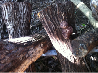 image-20120303115635.png